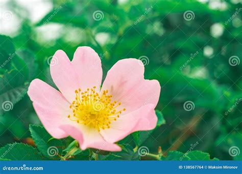 Flores Rosadas De Rosa Selvagem Foto De Stock Imagem De Selvagem