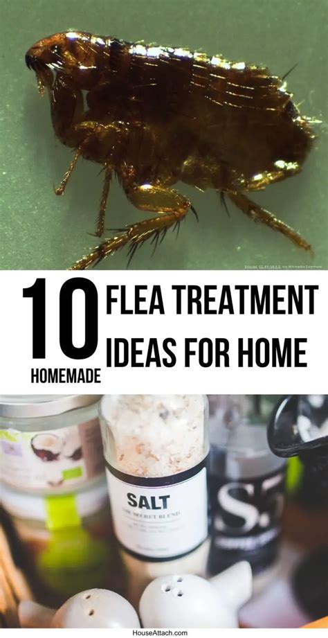 10 Homemade Flea Treatment Ideas That Work Cats And Dogs
