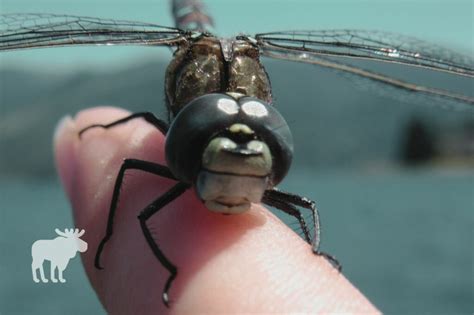 Are Dragonflies Dangerous To Humans Forest Wildlife