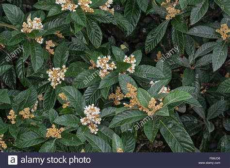 We make a living by what we get, we make a life by what we give. Japanese medlar, Japanese plum, Chinese plum, Japanische ...