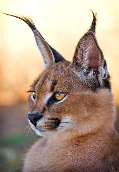 The many ears of my boy norm. Portrait of a stunning caracal. Love those long black ear ...