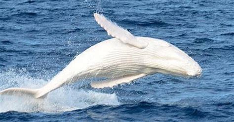 Rare White Humpback Whale Spotted In Australia