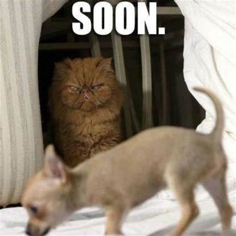 Soon Cat Meme Of The Decade Lol Cat Memes Funny Cats Funny