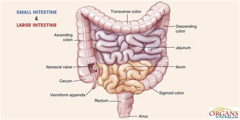 Top 10 Small Intestine Functions Location Parts Facts