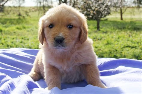 Golden Retriever Puppies For Sale Chevromist Kennels