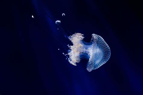 Blue Jellyfish Photo Jelly Fish Deep Water Underwater Creature