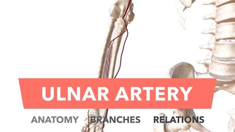 Ulnar Artery Anatomy Branches And Relations Youtube