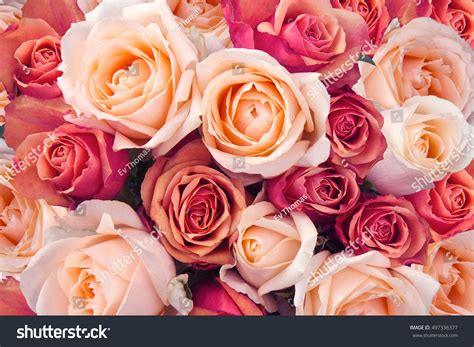 Top 53 Imagen Peach Roses Background Vn