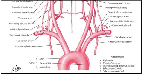 Head And Neck Anatomy Subclavian Artery