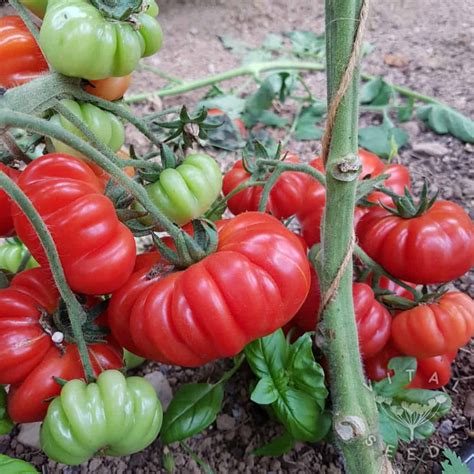 25 Italian Heirloom Pomodoro Costoluto Fiorentino Tomato Seeds