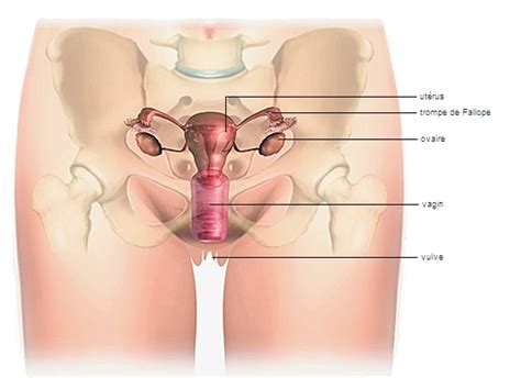 Viaje Extra O Se Asemeja Anatomie Du Sexe De La Femme Toca El Piano