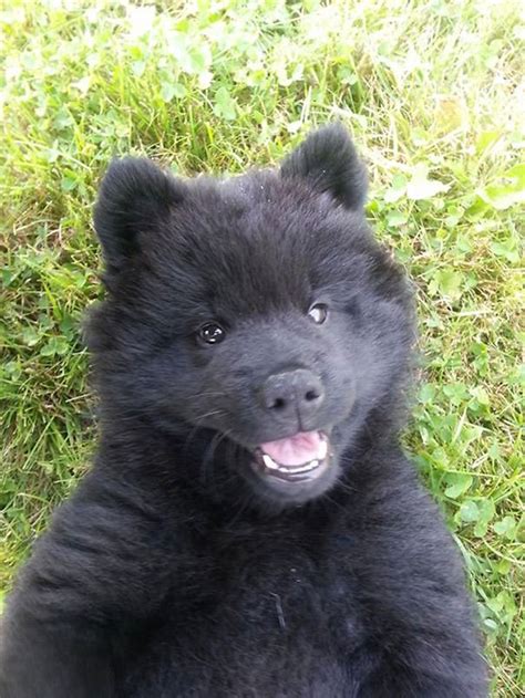15 Dogs That Look Like Teddy Bears Bored Panda