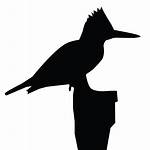 Kingfisher Belted Silhouette Icon Kingfishers Birds Lab