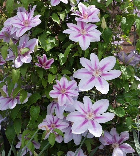 6 tips for growing clematis the queen of climbers longfield gardens growing clematis