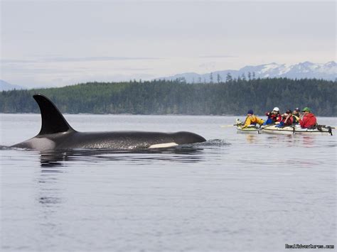 Sea Kayak Vacations And Whale Adventures In Bajabc Port Mcneill