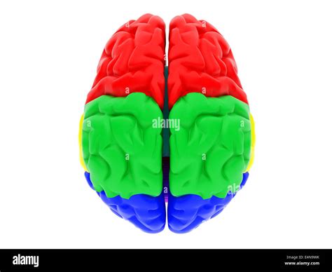 3d Human Brain Stock Photo Alamy