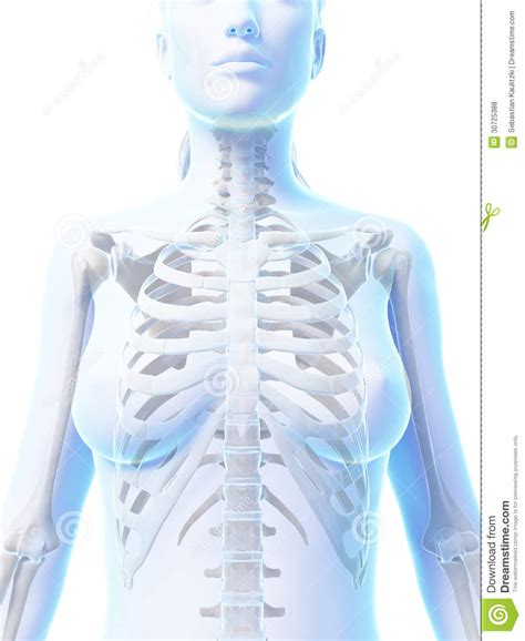 Female skeleton stock illustration. Illustration of graphic - 30725388