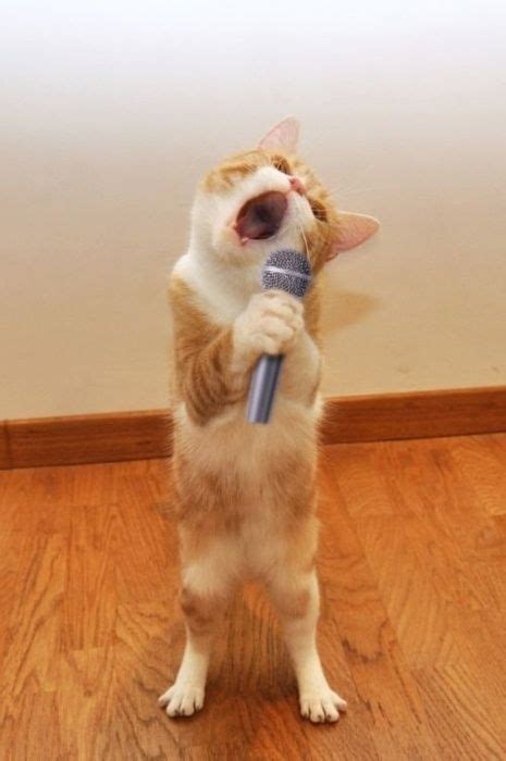 Cat Singing Funny Cat Pictures Funny Animal Pictures Funny Cat