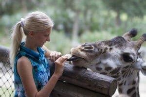 Giraffe Feeding Experience | Brevard Zoo
