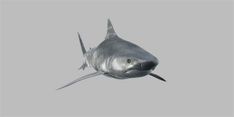 Tiger Shark 3d Model By Viverna