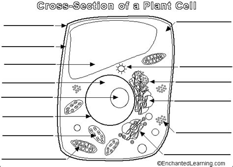 Animal plant cell labeling venn diagram cell parts review research worksheets. Extra cedit Label the plant and animal parts
