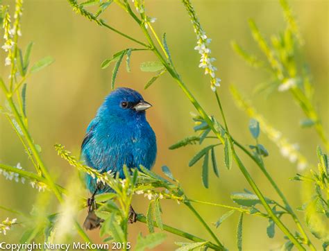 Photographing Indigo Buntings And Pre Visualizing Images Welcome To