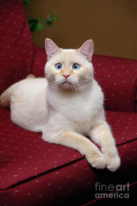 However, he is as playful as a kitten, affection, and just plain good company. Flame Point Siamese Cat Photograph by Amy Cicconi