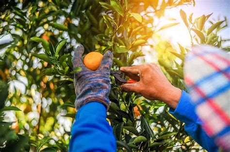The Best Orange Groves In Florida To Pick Your Own Citrus Florida