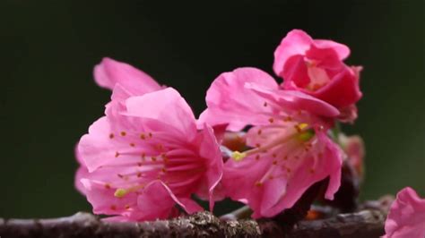 The site owner hides the web page description. 2015 台北陽明山花季ㄧ瞥 - YouTube