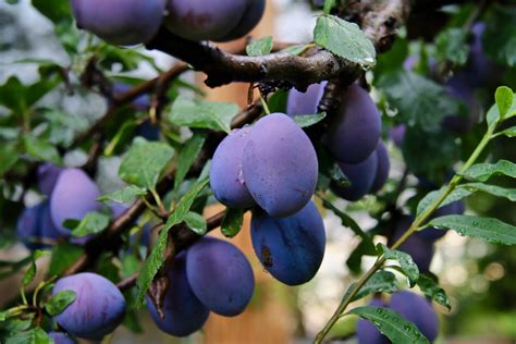 How To Plant Grow And Prune A Plum Tree Harvest To Table