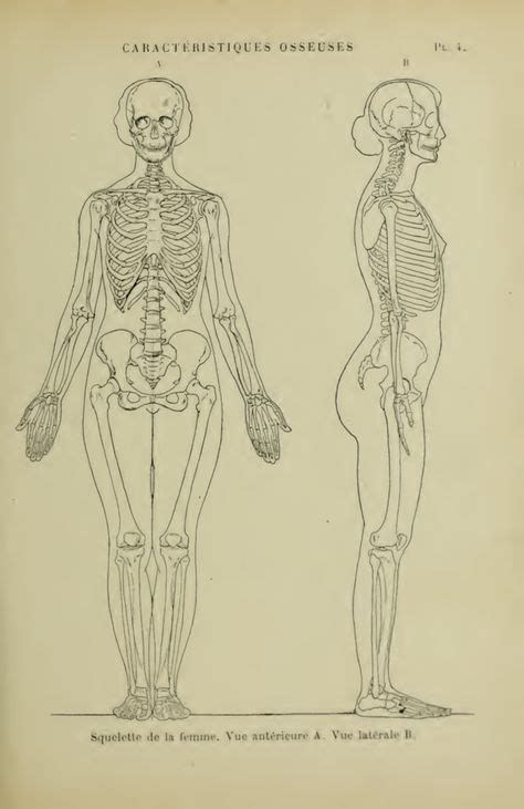 Pin By Lori Kiplinger Pandy On Anatomy Anatomy Tutorial Female