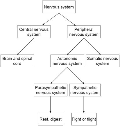The nervous system is a complex collection of nerves and specialized cells known as neurons that transmit signals between different parts of the body. How the peripheral nervous system influences recovery ...