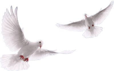 Dove PNG Vector Images With Transparent Background TransparentPNG