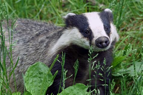 Very Angry Badger Invades Scotlands 16th Century Craignethan Castle