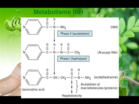 Ppt Metabolisme Obat Powerpoint Presentation Free Download Id2195577