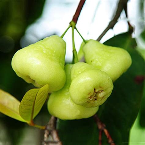 Maliagarden Live Jamrul Wax Apple Syzygium Samarangense White