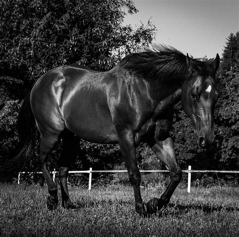 3 photos fond flouté et textes. photo de cheval en noir et blanc - Photos de nature