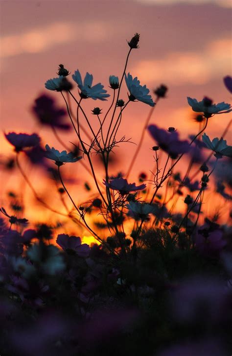 Flowers Sunset Wallpapers Top Free Flowers Sunset Backgrounds