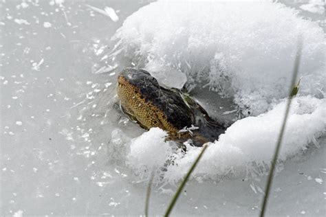 Alligators In Frozen Lakes Stick Their Snouts Out Of Ice To Survive