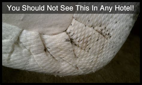 How to properly remove bed bugs from fabrics? Check For Bed Bugs In Hotel Rooms | Bed Bug ProActive