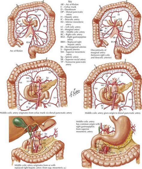 Anatomy Sigmoid Colon