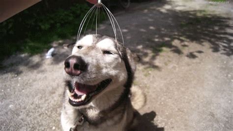 Head Massager S Find And Share On Giphy