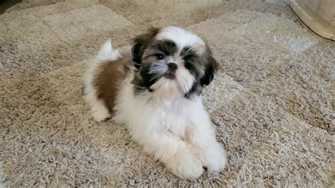 The Sweetest Face Of A Baby Shih Tzu Puppy Happy Saturday Youtube