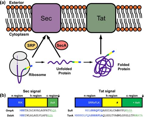 Targeting To The Sec And Tat Pathways A The Sec Pathway Transports