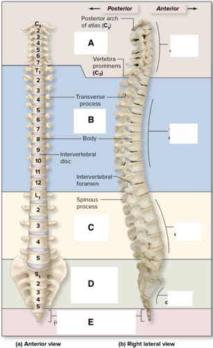 Vertebral Thoracic Identification Flashcards Quizlet