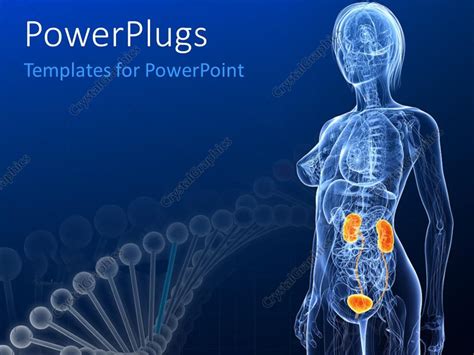 Powerpoint Template Female Anatomy With Highlighted