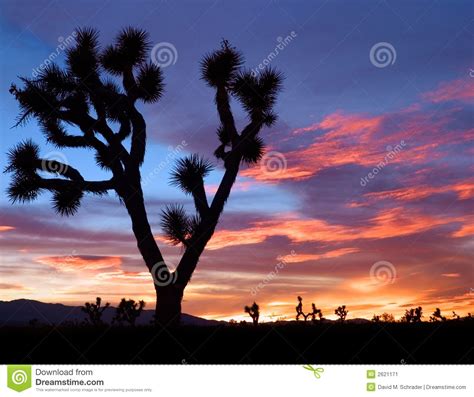 Mojave Sunset Stock Image Image Of Palmdale Joshua