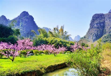 Natural Scenery Peach Blossom And Karst Landform China Guilin Stock