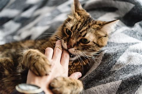 Reasons Your Cat Bites You Randomly Or Affectionately