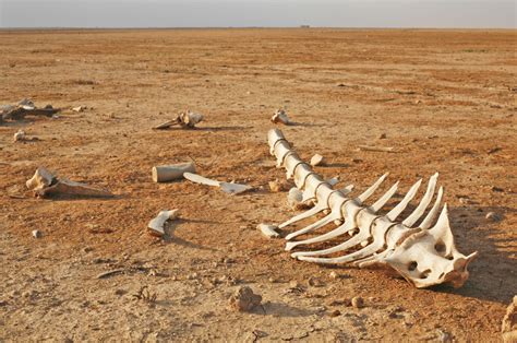 The Sixth Mass Extinction Climate Change May Wipe Out ⅓ Of The